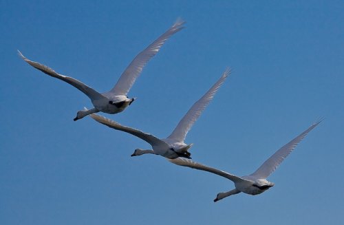 Летят перелётные птицы с Сахалина в Самару | Настоящая Долинская правда